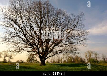 Serata nella riserva naturale Sulzheimer Gipshügel, distretto di Schweinfurt, Bassa Franconia, Baviera, Germania Foto Stock