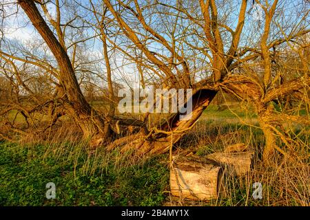 Serata nella riserva naturale Sulzheimer Gipshügel, distretto di Schweinfurt, Bassa Franconia, Baviera, Germania Foto Stock