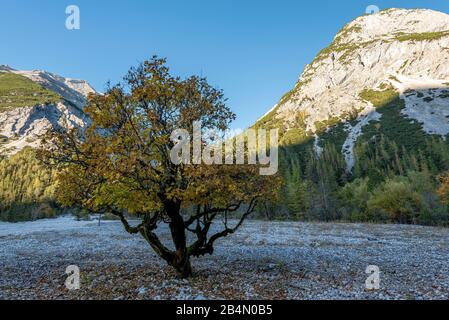 Un albero di acero che si erge individualmente in ghiaia, autunno colorato, sullo sfondo la piccola testa calda (2038m). Foto Stock