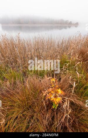 Canne e nebbia, con un piccolo faggio autunnale sulla riva del grande lago di Pasqua Foto Stock
