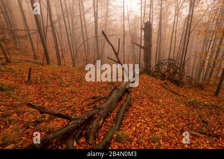 Un vecchio albero rotto in autunno con nebbia sul pendio di montagna Foto Stock