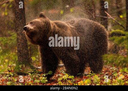 Un orso bruno europeo scuote la sua pelliccia bagnata dalla pioggia autunnale Foto Stock