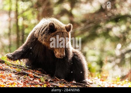 Ritratto di un orso bruno selvatico di tre anni Foto Stock