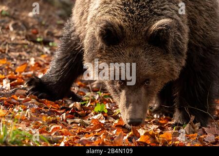 Giovane orso marrone selvatico in foglie d'autunno guarda alla macchina fotografica Foto Stock