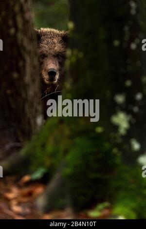 Giovane orso marrone selvatico con pelliccia bagnata guarda tra due tronchi di albero verso lo spettatore Foto Stock