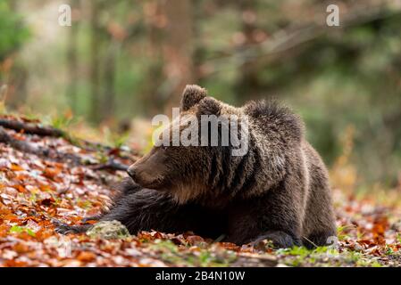 Ritratto di un orso bruno selvatico di tre anni Foto Stock