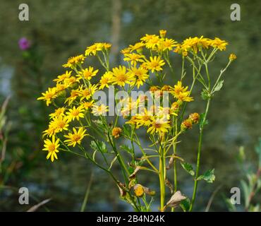 Ragwort alpino (jacobaea alpina), riserva naturale di Isarauen, Baviera, Germania Foto Stock