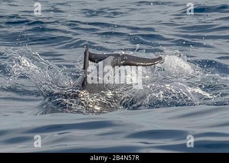 Acquacalda, delfini accompagnano una barca in mare a Messina, Isole Eolie, Isole Eolie, Mar Tirreno, Italia Meridionale, Europa, Provincia di Messina, Italia Foto Stock