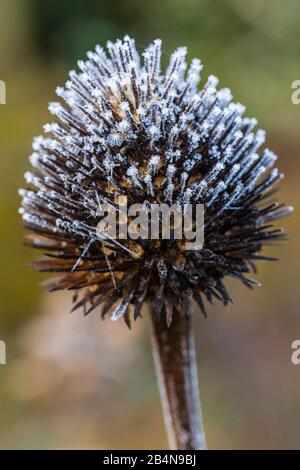 Fioritura appassita di Rudbeckia fulgida Goldsturm o coneflower con brina Foto Stock