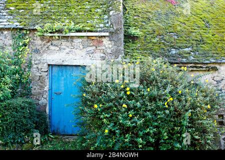 Casa colonica abbandonata con tetto coperto di muschio e porta di legno blu dietro cespugli. Nella regione Cote des Bruyeres nel dipartimento del Finistère. Foto Stock