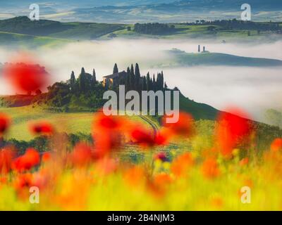 Casa di campagna Belvedere vicino a San Quirico d'Orcia, Val d'Orcia, Toscana, Italia, papaveri in primo piano, sullo sfondo la casa di campagna Foto Stock