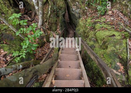 Presidente Figueiredo, Amazonas, Brasile - 23 agosto 2016: Scala tra la foresta pluviale amazzonica a piedi per la cascata Iracema Foto Stock