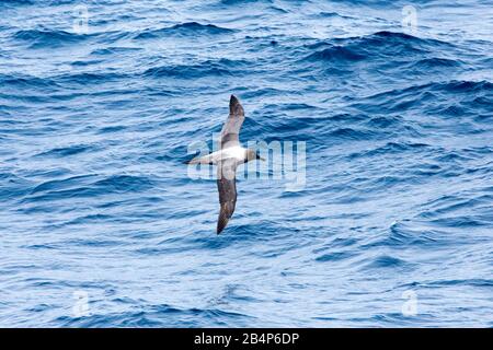 Sooty Albatross, Dark-manled Sooty Albatross o Dark-manled Albatross (Phoebetria fusca) scivolando con grazia sopra l'Oceano Sud Foto Stock