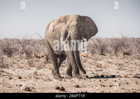Elephant Bull Standing Nel Parco Nazionale Di Etosha, Namibia, Africa Nel Tesimo Arido, Dry Savannah Foto Stock