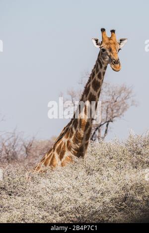 Giraffa angolana testa e collo in orientamento verticale sopra I Cespugli nel Parco Nazionale di Etosha, Namibia, Africa Foto Stock