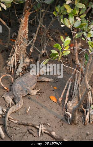 Asian Water Monitor, Varanus salvator, Sunderbans, India Foto Stock