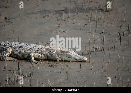 Coccodrillo Mugger, Coccodylus Palustris, Sunderbans, India Foto Stock