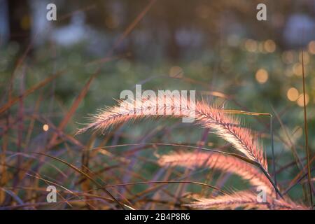 Foxtail, Setaria viridis.Setaria viridis nel parco al crepuscolo. La Setaria viridis è una pianta insolita nella natura selvaggia o nel parco. Foto Stock
