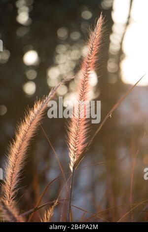 Foxtail, Setaria viridis.Setaria viridis nel parco al crepuscolo. La Setaria viridis è una pianta insolita nella natura selvaggia o nel parco. Foto Stock