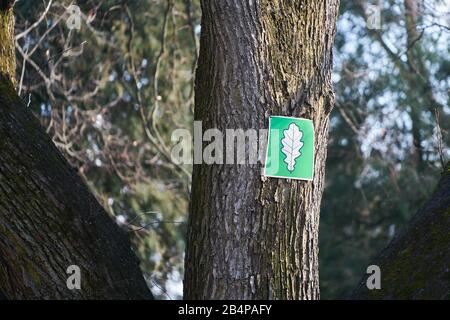 Segno di metallo del sentiero ingown in tronco di albero. Ingown nel tronco albero segno sotto forma di freccia. Corteccia di faggio. Corteccia verde. Foto Stock