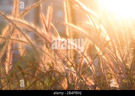 Foxtail, Setaria viridis.Setaria viridis nel parco al crepuscolo. La Setaria viridis è una pianta insolita nella natura selvaggia o nel parco. Foto Stock