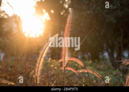 Setaria viridis nel parco al crepuscolo. La Setaria viridis è una pianta insolita nella natura selvaggia o nel parco. Foto Stock