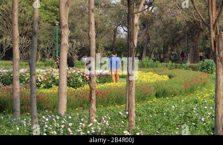 Fiori Colorati Di Primavera Nel Parco Nehru, Nuova Delhi, India Foto Stock