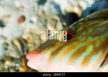 Long-striped wrasse (Symphodus tinca, pesci arcobaleno, Labrus, Ray-alettato di pesce) dal Mar Nero (North Shore). La bocca del pesce. Dicks sdrucciolevole Foto Stock