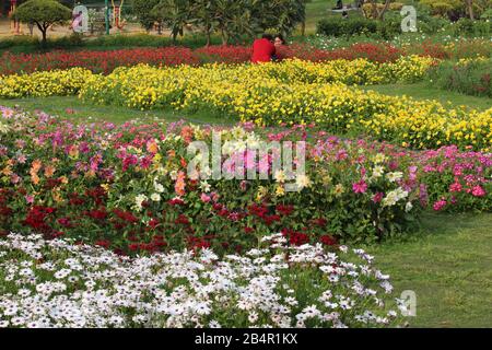 Fiori Colorati Di Primavera Nel Parco Nehru, Nuova Delhi, India Foto Stock