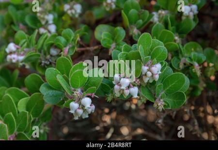 Little sur Manzanita, Arctostaphylos edmunsii - endemico della zona di Monterey, California. Foto Stock