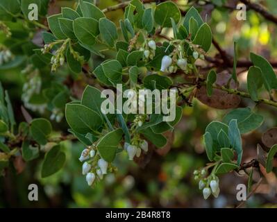 Bigberry Manzanita, Arctostafilos glauca, endemico della zona di Santa Barbara, California. Foto Stock