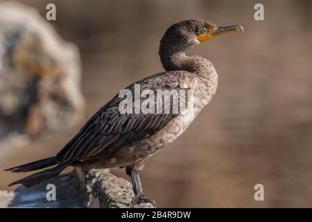 Cormorano immaturo a doppia crestata, Phalacrocorax auritus, arroccato a bordo piscina. Foto Stock