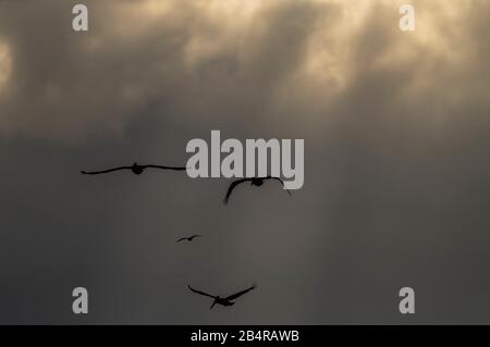 Pellicani marroni, Pelecanus occidentalis in volo su una serata tempesta; costa della California. Foto Stock