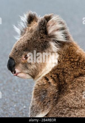 Una paura koala femmina si trova nel mezzo della Great Ocean Road tra Lorne e Apollo Bay rischiando di essere investiti dal traffico. Foto Stock