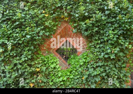 Fenster, Abthaus, Kloster Lehnin, Brandeburgo, Deutschland Foto Stock