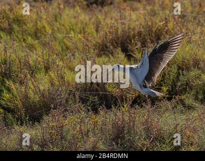 Grandi yellowleg, Tringa melanoleuca nutrimento in saltmarsh, in autunno. California. Foto Stock