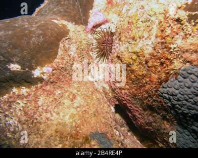 Matite di ardesia ricci di mare (Eucidaris tribuloside) Foto Stock