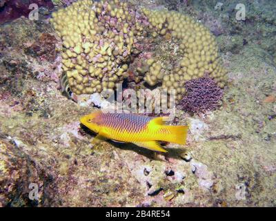 Un pesce gatto spagnolo (Bodianus rufus) Foto Stock