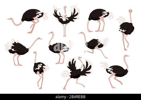 Set di cute ostrich african flightless uccello cartone animato animale disegno piatto vettore illustrazione isolato su sfondo bianco. Illustrazione Vettoriale