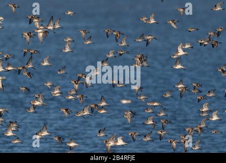 Flock di Dunlin, Calidris alpina, in volo in autunno a estuario sito. Foto Stock