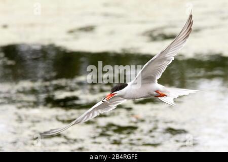 Una terna comune, con un pesce nel suo becco, si affaccia su un lago nel Bushy Park, Londra Ovest Foto Stock