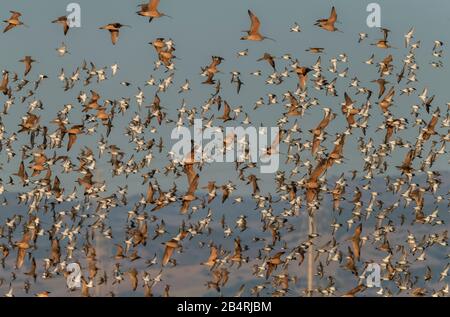 Flock of Dowitchers, godwits Marmorizzati, cagliere a lungo fatturato, ecc in volo, San Pablo Bay, National Wildlife Refuge, California Foto Stock