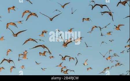 Flock of Dowitchers, godwits Marmorizzati, cagliere a lungo fatturato, ecc in volo, San Pablo Bay, National Wildlife Refuge, California Foto Stock