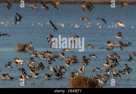 Godwits marmorizzato, Willets e altri uccelli di mare che arrivano in serata, San Francisco Bay, California. Foto Stock