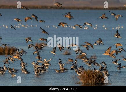 Godwits marmorizzato, Willets e altri uccelli di mare che arrivano in serata, San Francisco Bay, California. Foto Stock