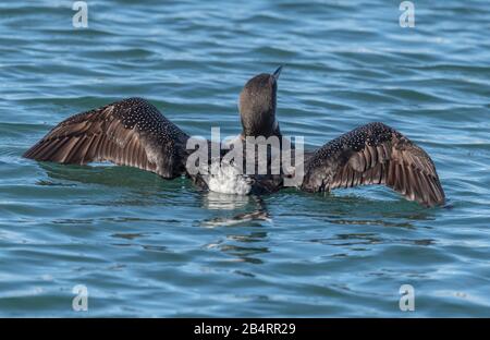 Wintering Grande subacqueo settentrionale, o comune loon, Gavia armer, lavaggio e preening nelle acque costiere. Foto Stock