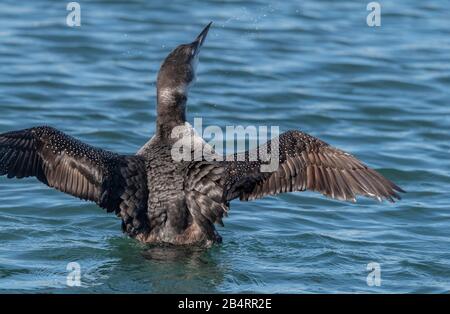 Wintering Grande subacqueo settentrionale, o comune loon, Gavia armer, lavaggio e preening nelle acque costiere. Foto Stock