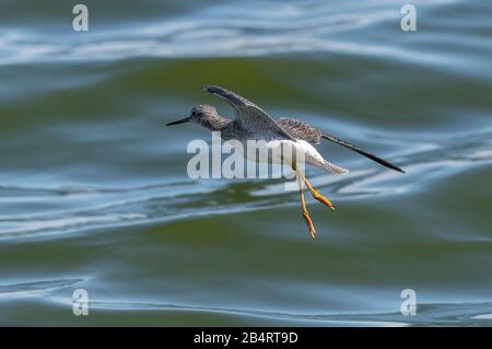 Grandi gambe gialle, Tringa melanoleuca, in volo sul lago; California. Foto Stock