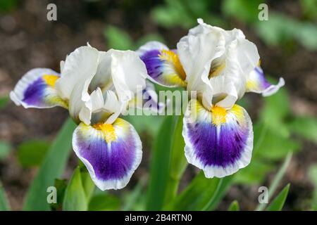 Standard Nano Bearded Iris Iris 'mikey mi piace' Standard Nano Iris blu fiore bianco Foto Stock