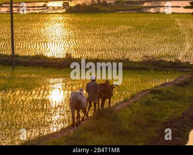 Un contadino che cammina lungo il bordo di risaie con due bulli (Tamil Nadu, India) Foto Stock